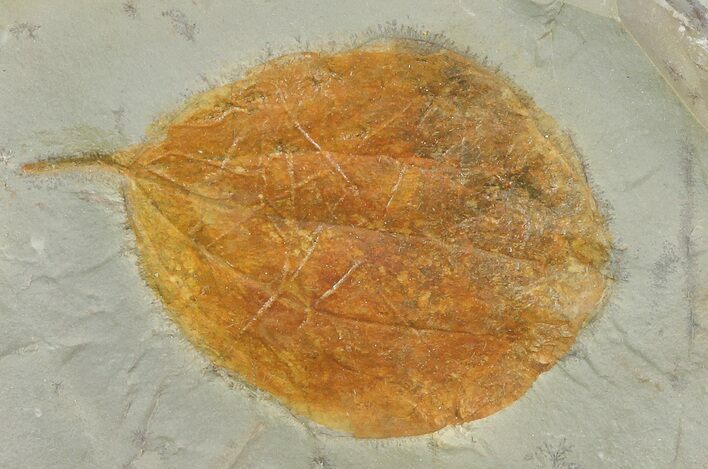 Detailed Fossil Leaf (Zizyphoides) - Montana #68290